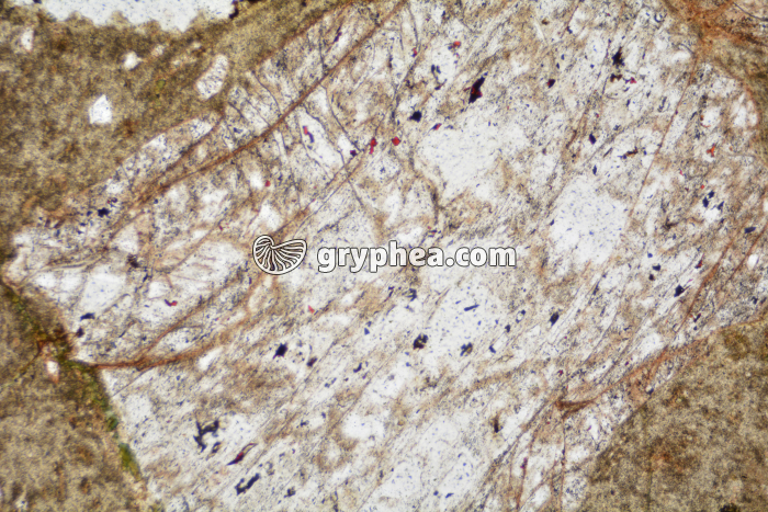 Rhyolite LPNA x25 - gryphea.com